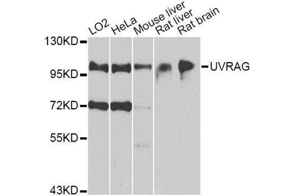 UVRAG anticorps  (AA 501-699)