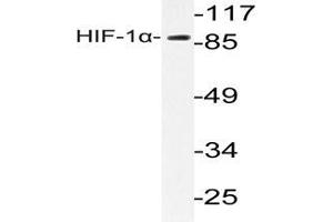 Western blot analysis of HIF1 alpha antibody  in extracts from LOVO cells. (HIF1A anticorps)