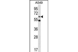 ZN Antibody (Center) (ABIN656365 and ABIN2845663) western blot analysis in A549 cell line lysates (35 μg/lane). (ZNF248 anticorps  (AA 276-304))