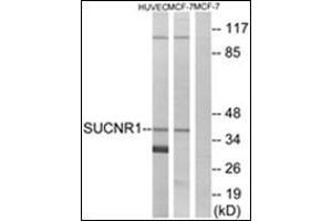 Western blot analysis of extracts from HuvEc/MCF-7 cells, using SUCNR1 Antibody. (SUCNR1 anticorps)