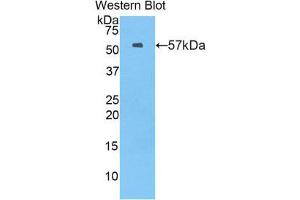 Western Blotting (WB) image for anti-Myxovirus Resistance Protein 1 (MX1) (AA 43-308) antibody (ABIN1859915) (MX1 anticorps  (AA 43-308))