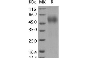 Western Blotting (WB) image for Opioid Binding Protein/cell Adhesion Molecule-Like (OPCML) protein (His tag) (ABIN7317147)