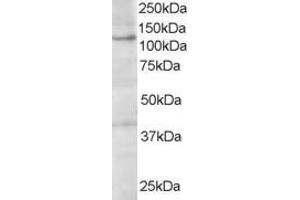 ABIN185260 (1µg/ml) staining of A431 lysate (35µg protein in RIPA buffer). (HPS3 anticorps  (C-Term))