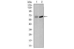 Image no. 3 for anti-Polo-Like Kinase 1 (PLK1) antibody (ABIN1500277) (PLK1 anticorps)