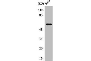 Western Blot analysis of HuvEc cells using Rabaptin-5β Polyclonal Antibody