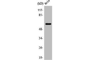 Western Blot analysis of HuvEc cells using Rabaptin-5β Polyclonal Antibody (RABEP2 anticorps  (Internal Region))