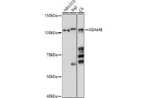 Western blot analysis of extracts of various cell lines, using  antibody (ABIN6131154, ABIN6136536, ABIN6136537 and ABIN6214775) at 1:1000 dilution.