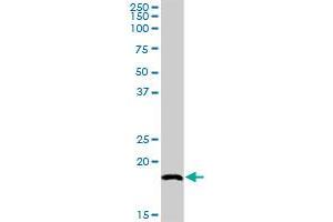 SNX12 MaxPab rabbit polyclonal antibody.
