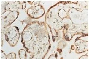 Immunohistochemistry analysis using Rabbit Anti-SOD1 Polyclonal Antibody (ABIN361645 and ABIN361646). (SOD1 anticorps)