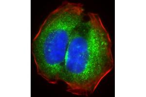 Immunofluorescent analysis of 4 % paraformaldehyde-fixed, 0.