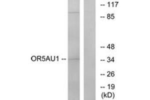 Western blot analysis of extracts from Jurkat cells, using OR5AU1 Antibody. (OR5AU1 anticorps  (AA 201-250))