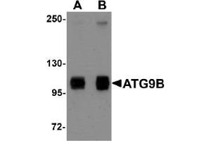AP20065PU-N ATG9B antibody staining of HeLa Cell Lysate by Western Blotting at (A) 1 and (B) 2 µg/ml (ATG9B anticorps  (C-Term))