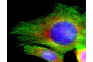 Indirect immunofluorescence on 3T3 cells (dilution 1 : 100; red) in combination with the monoclonal antibody against α-tubulin (, dilution 1 : 500; green).