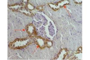 Rat kidney tissue was stained by Anti-RFRP (56-92) (Human) Serum (NPVF anticorps  (amidated, Preproprotein))