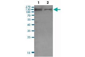 Western Blot (Cell lysate) analysis of (1) KB cell lysate and (2) PC-3 cell lysate. (INPP5D anticorps  (pTyr1021))
