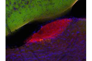 Indirect immunostaining of PFA fixed mouse brain section with anti-mint 1 (dilution 1 : 200; red) and mouse anti-synapsin (; dilution 1 : 500; green).