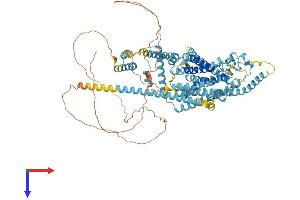 AlphaFold protein structure predicition of Mouse Recombinant Tmc2 Protein, UniprotID Q8R4P4