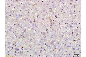 Formalin-fixed and paraffin embedded rat liver tissue labeled with Anti-LEF-1 Polyclonal Antibody, Unconjugated at 1:200 followed by conjugation to the secondary antibody, (SP-0023), and DAB staining (LEF1 anticorps  (AA 331-399))