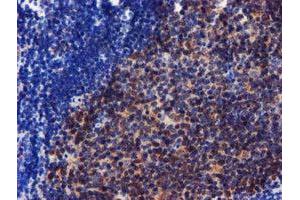 Image no. 2 for anti-Coiled-Coil-Helix-Coiled-Coil-Helix Domain Containing 5 (CHCHD5) (AA 1-110) antibody (ABIN1490560) (CHCHD5 anticorps  (AA 1-110))