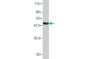Western Blot detection against Immunogen (46.