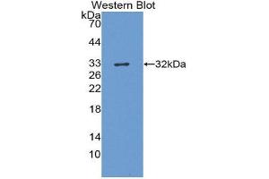 Western Blotting (WB) image for anti-Hepatitis A Virus Cellular Receptor 1 (HAVCR1) (AA 22-237) antibody (ABIN3207867) (HAVCR1 anticorps  (AA 22-237))