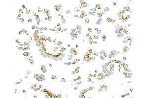Immunocytochemistry (ICC) image for anti-Epithelial Cell Adhesion Molecule (EPCAM) (AA 24-265) antibody (ABIN7455170)