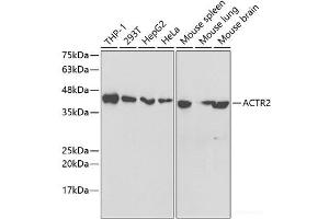 Western blot analysis of extracts of various cell lines using ACTR2 Polyclonal Antibody at dilution of 1:1000. (ACTR2 anticorps)
