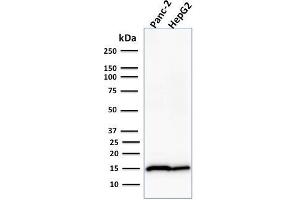 Western Blot Analysis of Human Panc-2 and HepG2 cell lysate using Frataxin Mouse Monoclonal Antibody (FXN/2124). (Frataxin anticorps  (AA 57-210))