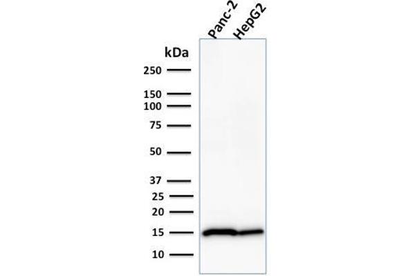 Frataxin anticorps  (AA 57-210)