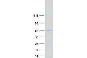 Validation with Western Blot