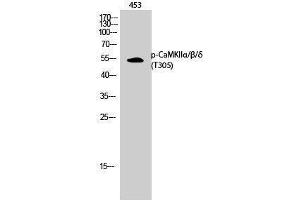 Western Blotting (WB) image for anti-CaMKIIalpha/beta/delta (pThr305) antibody (ABIN3182178) (CaMKIIalpha/beta/delta (pThr305) anticorps)