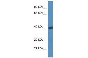 Western Blot showing CD44 antibody used at a concentration of 1 ug/ml against Fetal Heart Lysate (CD44 anticorps  (C-Term))