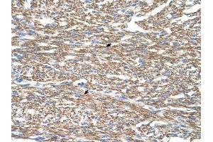 COX4I1 antibody was used for immunohistochemistry at a concentration of 2. (COX IV anticorps  (N-Term))