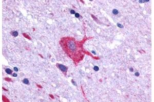 Anti-LGR4 antibody  ABIN1049006 IHC staining of human brain, neurons and glia. (LGR4 anticorps  (C-Term))