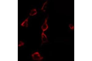 ABIN6275320 staining 293 by IF/ICC. (NCOA4 anticorps  (C-Term))