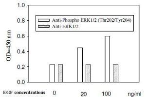 A431 cells were stimulated by different concentrations of EGF for 10 min at 37
