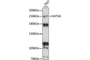 Western blot analysis of extracts of 293T cells, using KA antibody (ABIN7268768) at 1:1000 dilution. (MYST3 anticorps  (AA 800-1000))