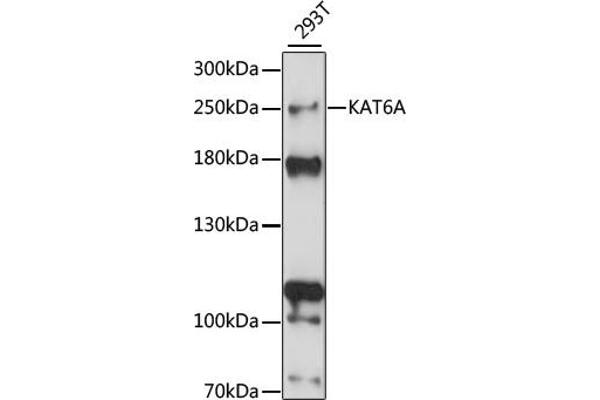 MYST3 anticorps  (AA 800-1000)
