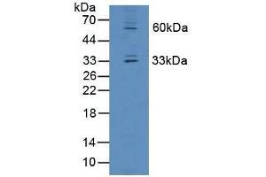 Western blot analysis of Mouse Liver Tissue.
