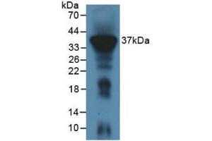 Figure 1. (IREM1 anticorps  (AA 45-310))