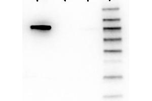 Western Blot of Mouse anti-AKT1 antibody.