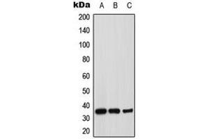 Western blot analysis of Syntaxin 1A expression in MCF7 (A), mouse brain (B), rat brain (C) whole cell lysates. (STX1A anticorps  (N-Term))