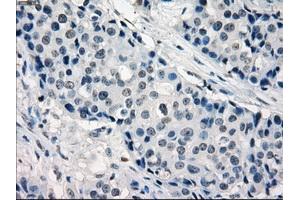 Image no. 9 for anti-Interferon Regulatory Factor 3 (IRF3) antibody (ABIN1498899) (IRF3 anticorps)