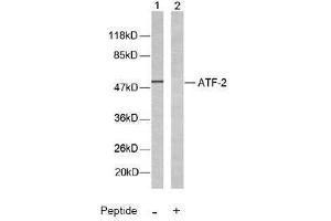 Image no. 2 for anti-Activating Transcription Factor 2 (ATF2) (Thr51), (Thr69) antibody (ABIN197146) (ATF2 anticorps  (Thr51, Thr69))