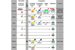 Image no. 2 for anti-Small Ubiquitin Related Modifier Protein 1 (SUMO1) antibody (ABIN400792)