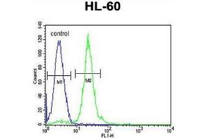 CPT1C Antibody (C-term) flow cytometric analysis of HL-60 cells (right histogram) compared to a negative control cell (left histogram). (CPT1C anticorps  (C-Term))