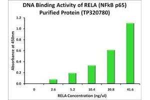 Bioactivity measured with Activity Assay (NF-kB p65 Protein (Transcript Variant 1) (Myc-DYKDDDDK Tag))