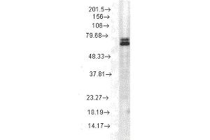 Western Blot analysis of Rat cell lysates showing detection of Hsp70 protein using Mouse Anti-Hsp70 Monoclonal Antibody, Clone 3A3 . (HSP70 anticorps  (FITC))