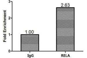 Chromatin Immunoprecipitation Hela (1.