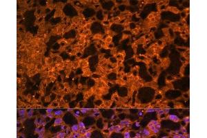 Immunofluorescence analysis of Mouse placenta using LAIR2 Polyclonal Antibody at dilution of 1:100. (LAIR2 anticorps)